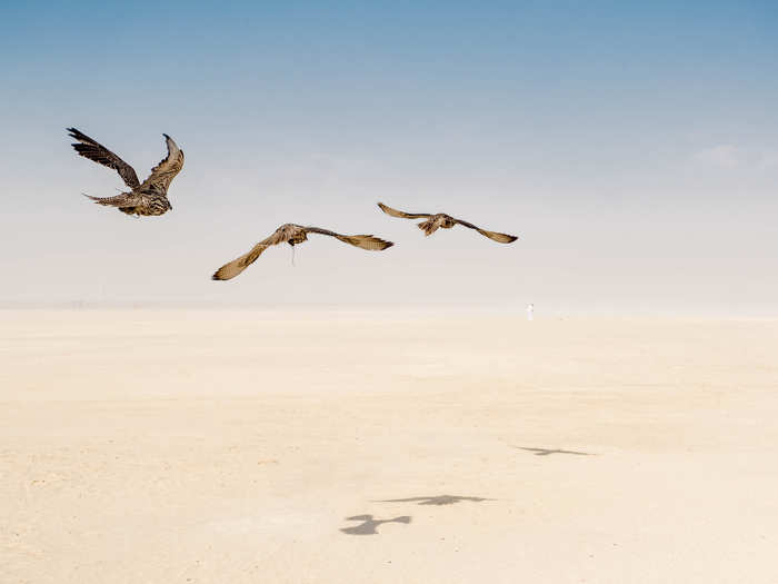 Trainers are deathly serious about their falcons. “Let me tell you something,” one trainer told me, with a smile. “If my falcon and my son both got sick at the same time, I would have my driver take my son to the hospital, and I would drive my falcon to the animal hospital myself. That’s how important that bird is to me.”