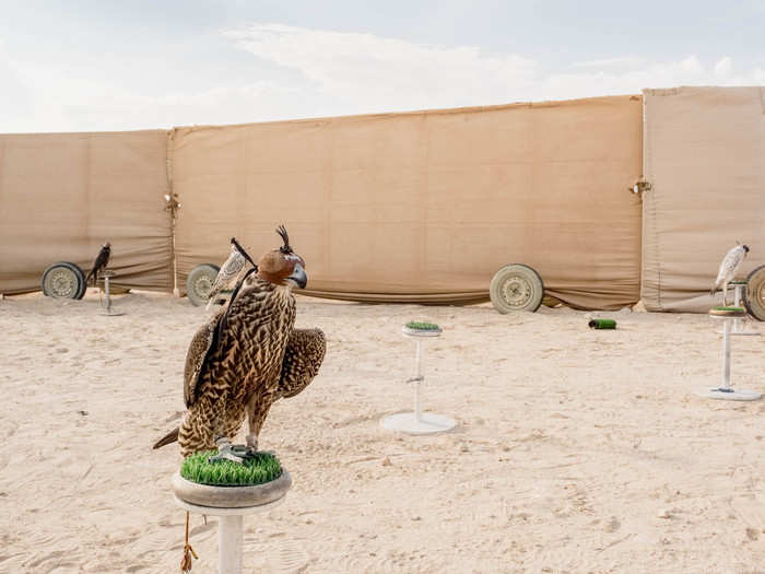 The price of the bird is also affected by when you purchase it. Molting season — when falcons shed their feathers — typically runs from March to September, depending on the bird. Birds that take longer are usually less healthy and fetch a lower price. Al-Hamli got his new bird for a cheaper price because he bought it in November, but he will be unable to race it this season.