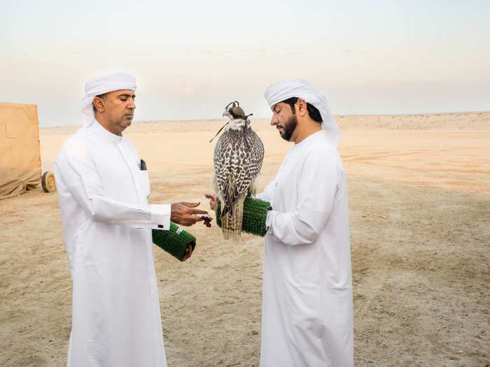 The price of falcons has skyrocketed in recent years as racing has become more popular, Al-Hamli said. While the price of a gyr-peregrine used to top out at $10,000, it can now go for double that. Pure Gyrs can cost more than $60,000.