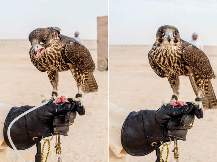 These days, many falconers prefer crossbreeds like a Gyr-Peregrine, which makes for a  "large, strong hunting bird that is easier to handle and more resistant to disease," a falcon breeder told National Geographic.