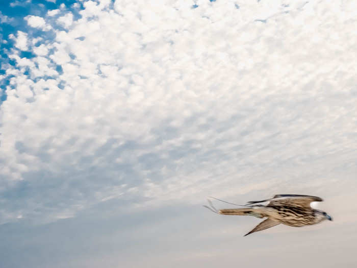 There are trade-offs for every species. Though gyrs are not as fast as peregrines, they are much smarter. Saker and gyrs are much larger than peregrines, allowing them to take down larger prey, but more susceptible to diseases like bumblefoot, an often fatal foot infection.