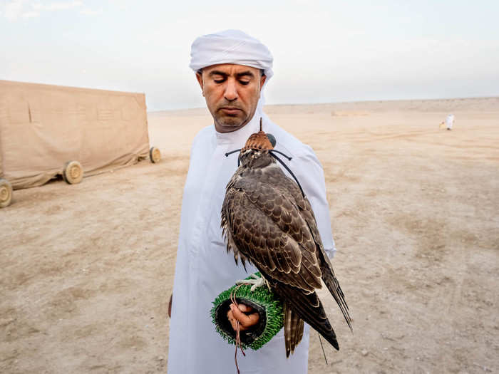 Generally, it takes a new falcon about ten days to bond with its owner, a process called imprinting. Eventually, it will view its owner as its parent. After another two weeks, you can train the bird. Most falconers prefer to purchase new falcons in August so they have time to bond and train before racing season.