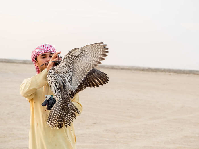 Falcons have eyesight eight times as sharp as a human, allowing them to see prey far in the distance. But after their training with the telwah is over, the trainer must quickly slip a hood over its eyes. The birds will beat relentlessly while they can see, but as soon as their vision goes black, they calm down.