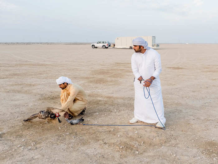 As the falcon reaches the telwah, the trainer flicks the lure away from the bird, causing it to shift direction and circle overhead for another pass. This continues several times until the trainer gives in. When the falcon finally catches the lure, another worker rushes to grab the falcon and reward it with some meat.