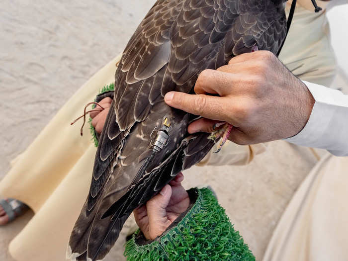 Before the trainers release a falcon, they fit it with a small transmitter that allows them to track it. Regardless of whether they were captured wild or bred in captivity, falcons will often follow their instincts and fly into the distance. When that happens, they follow beeps on a receiver to figure out where the bird has gone.