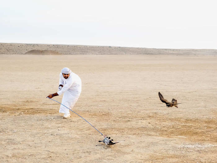 The traditional Bedouin training method is called the "telwah," or a pigeon carcass tied to a rope. From a young age, the falcons are trained to associate the telwah with food, as meat is added to the lure or a trainer feeds after catching it. The trainer stands a few hundred feet from the launching platform and the bird jets to the telwah, thinking it is chasing a pigeon.