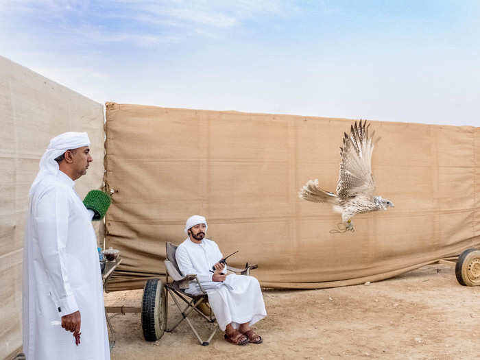 Al Falasi only has one falcon, but he trains dozens of them for members too busy to train every day. Over half of the club