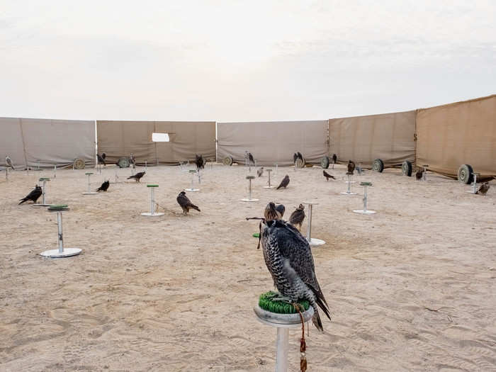 Falconers will typically go out once at dawn and once in the evening during hunting and racing season to train their birds.