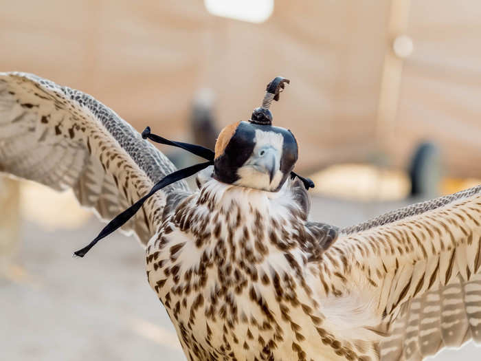 "I started training falcons when I was 12 years old. I started because my father did it," Saeed Al-Hamli, the administrative manager of the ADFC, told me as he stroked a recently purchased white gyr-peregrine hybrid in his office.