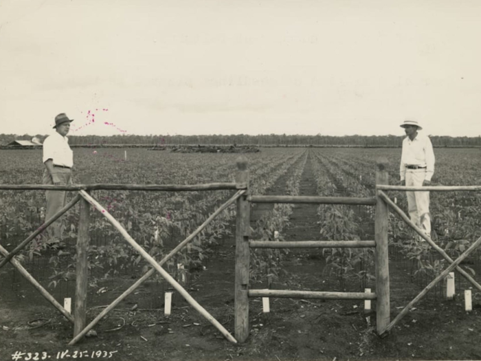 Ford had also made the mistake of having the trees planted in tight rows away from steady water flow, giving fungi and pests plenty of room to wreak havoc on the young buds.