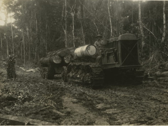 Forest was cleared to make way for the rubber crops.