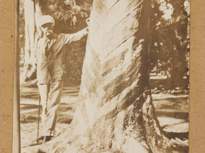 Britain planted the seeds in its Southeast Asian colonies, where the rubber crops, free from the insects that had infected them back in Brazil, thrived.