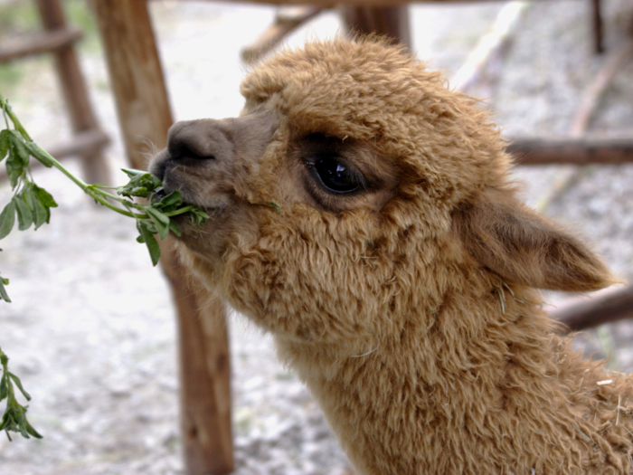 Sacrificing young llamas was similarly costly, as the animals provided the Chimú with food, transportation, and wool.