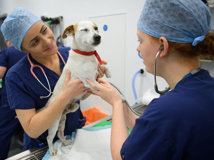 $101,530: Veterinarians