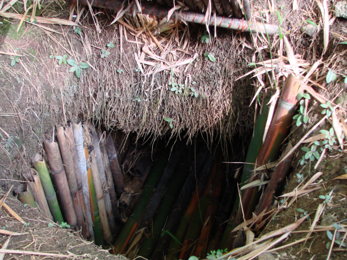 Yokoi covered his cave with bamboo and reeds.