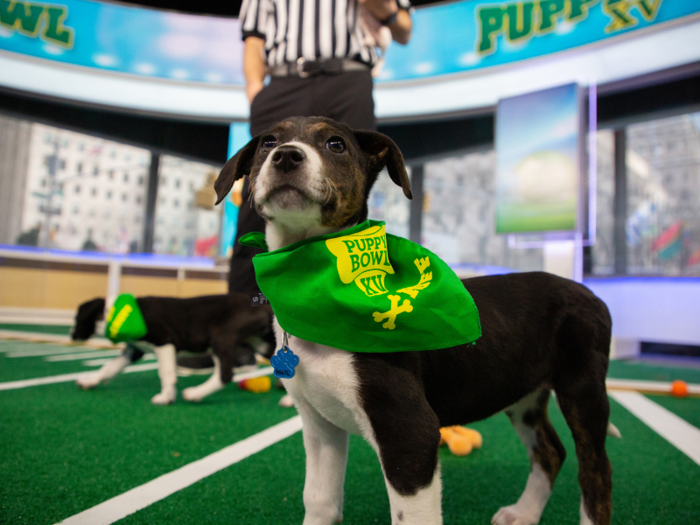 Who wins the Puppy Bowl?