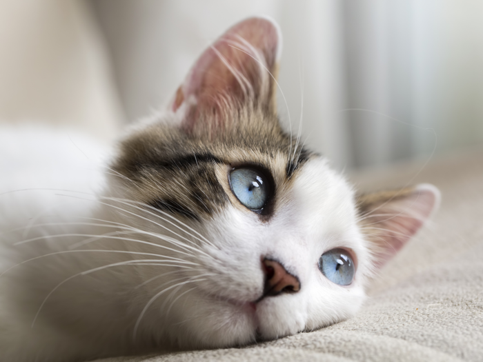 Scientists understand how cats purr, but they