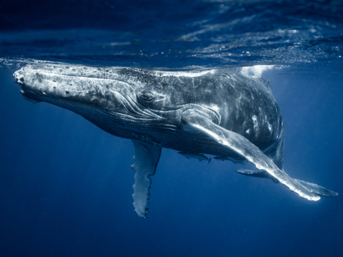 Humpback whales have gone from being solitary creatures to living in "super-groups," a shift marine biologists are still trying to suss out.