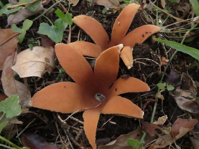 This mushroom only grows in Texas and Japan, and scientists can