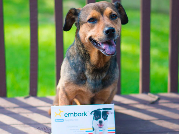 DNA tests: Embark