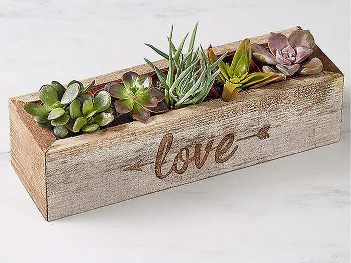 A good-looking box of succulents