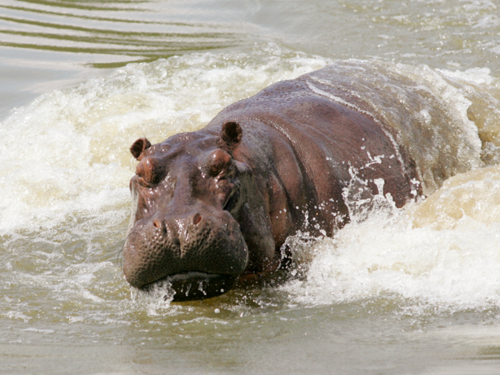 The average hippo is between 4.9 and 5.4 feet (1.5-1.6 meters) tall at the shoulder. They are uniquely adapted to life in the water.