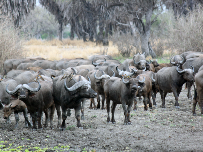 African buffalo can stand over 5 feet (1.5 meters) at the shoulder and weigh thousands of pounds.