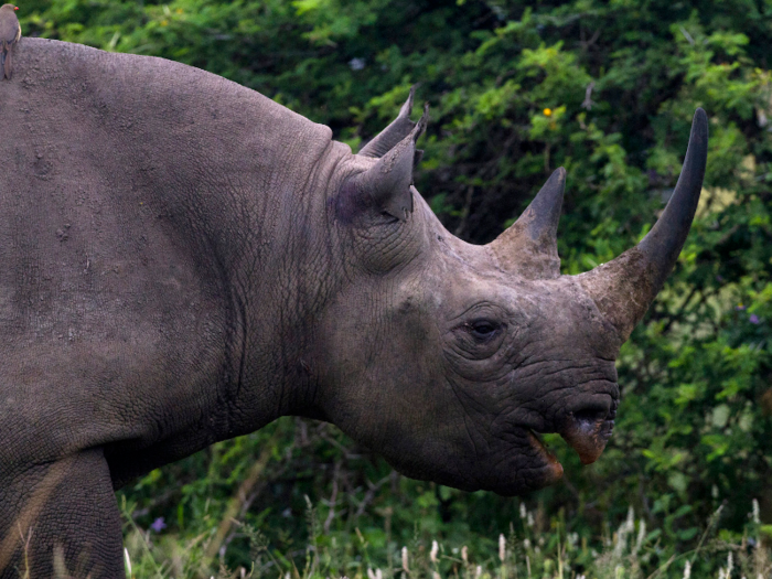 The rhinoceros is the second largest creature on four legs. It can stand almost 6 feet (1.8 meters) at the shoulder.