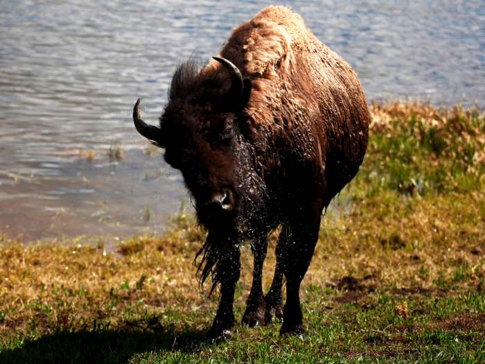 Bison, the national mammal of the US, can stand 6 feet (1.8 meters) tall at the shoulders.