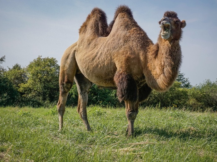 There are two types of camels. Dromedary camels — the kind with one hump — stand around 6.5 feet (2 meters) tall at the shoulder.