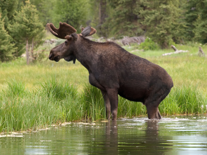 A moose grows to between 5 and 6.5 feet (1.5 to 2 meters) tall on average. That does not include its antlers, which can measure 6 feet (1.8 meters) across.