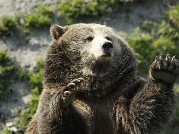 Brown bears can reach intimidating heights on their hind legs, standing between 7 and 10 feet (2.1 to 3 meters) tall when upright.