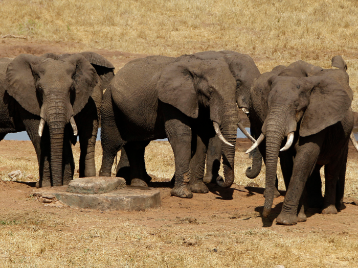 Elephants can get up to 13 feet (4 meters) tall.