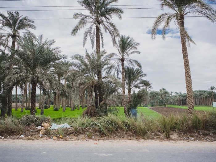 After marveling at Dahshur, we drove back along the Nile River. The lush scenery is beautiful. I was surprised to see so many farms and palm trees along the drive.