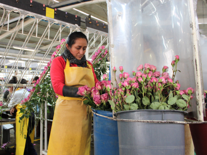 One reason flowers from Colombia are inexpensive is because the minimum wage is much lower than it is in the US — around $260 per month. But Montoya of Elite Flower said his company also provides its thousands of workers with housing and at least one meal a day.