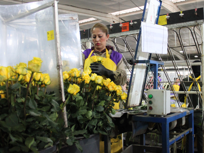 Once the roses come to the processing areas in buckets like this, workers take them out, put them in a de-thorner, and place them down a chute-like device that separates them.