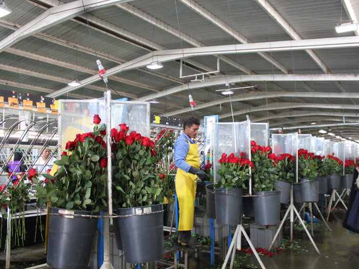 The processing areas are where the stems lose their thorns, get packaged, and are placed in boxes to ship to North America.