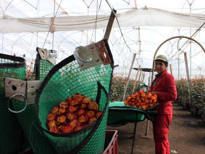 After the flowers are cut and carted from the aisles, they