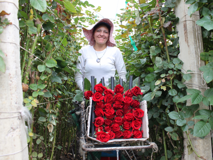 Once cut, the roses are then placed into carts that separate the stems.