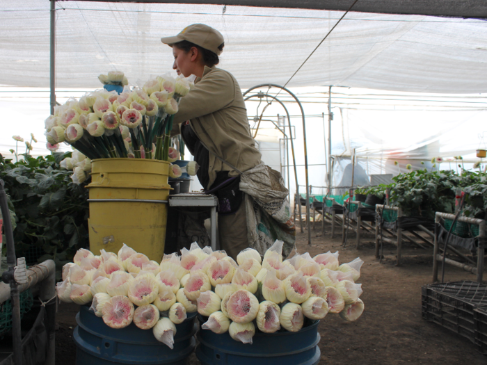 The workers here sometimes called or chatted to each other while they cut and gathered the roses, but they worked in silence as well.