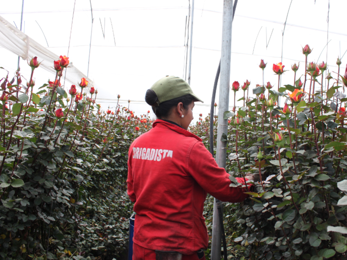 But back to the flower farms just outside of Bogotá. After months of growing, roses are ready to be harvested in mid-January. It all starts with cutting the stems at exactly the right length, which differs for each breed of flowers.