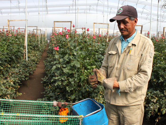 Very few of the roses that are grown at Elite Flower, or in most Colombian flower fields, are consumed domestically. Nicolás Montoya, the director of packaging at Elite, said 80% go to North America and the rest to Europe.