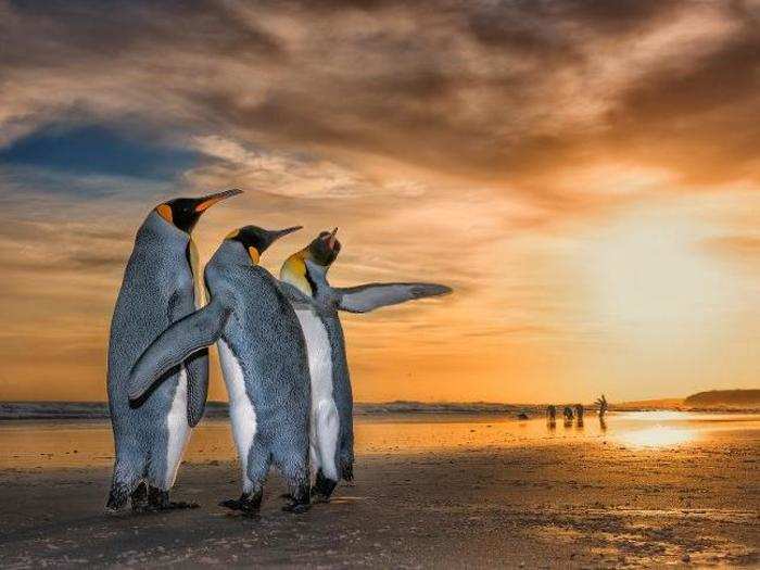 And a trio of king penguins nod their heads to the sparkling orange sun of the Falkland Islands. The photo is titled simply, "Three kings."