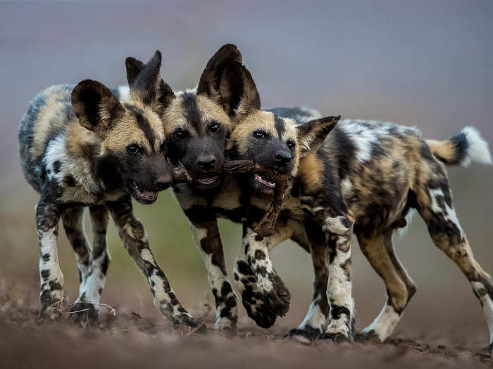 Three endangered painted wolves were captured on camera as they jockeyed for a piece of impala leg.