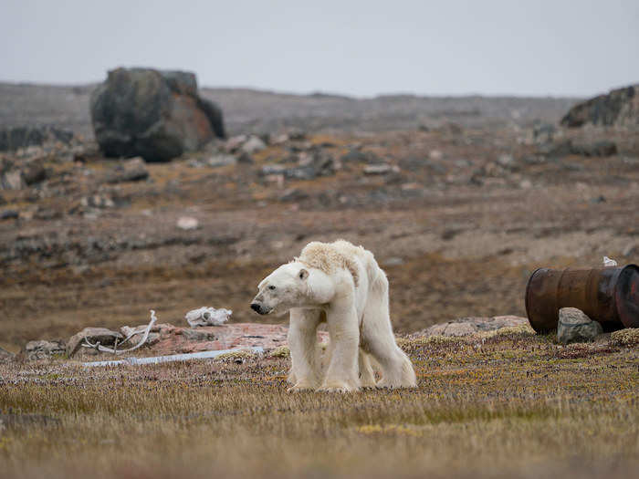 A particularly heartbreaking image shows a starving polar bear in the Canadian Arctic.