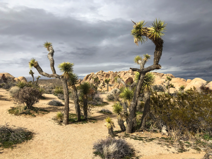 At least one Joshua tree was hit by a vehicle traveling where it shouldn
