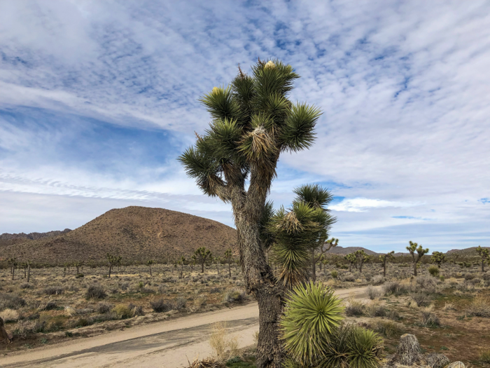 What we know about the shutdown damage has also evolved. One damaged Joshua tree turned out to have been cut down before the shutdown, according to the publication National Parks Traveler.