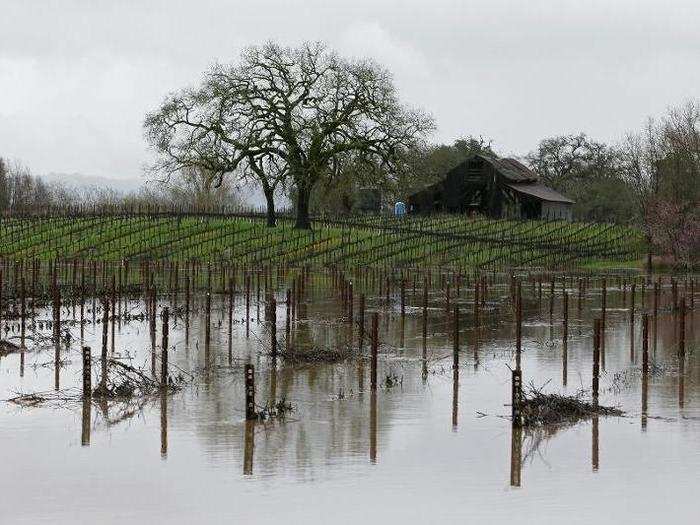 Some Sonoma County vineyards were swamped by rising waters.