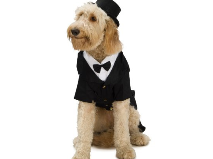 A black and white tuxedo for a small dog