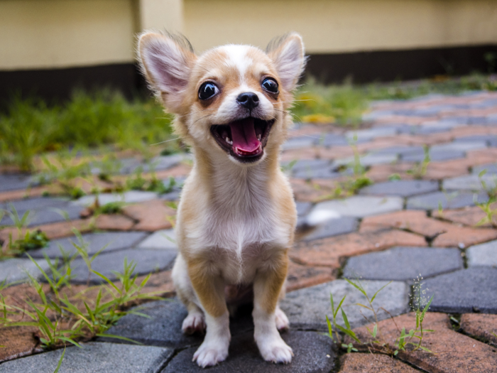 8 week old coffee-colored Chihuahua